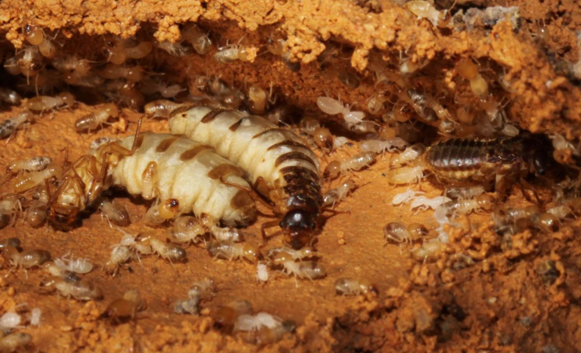 家里出现白蚁怎么消灭白蚁最快,白蚁的消灭方法白蚁会飞吗