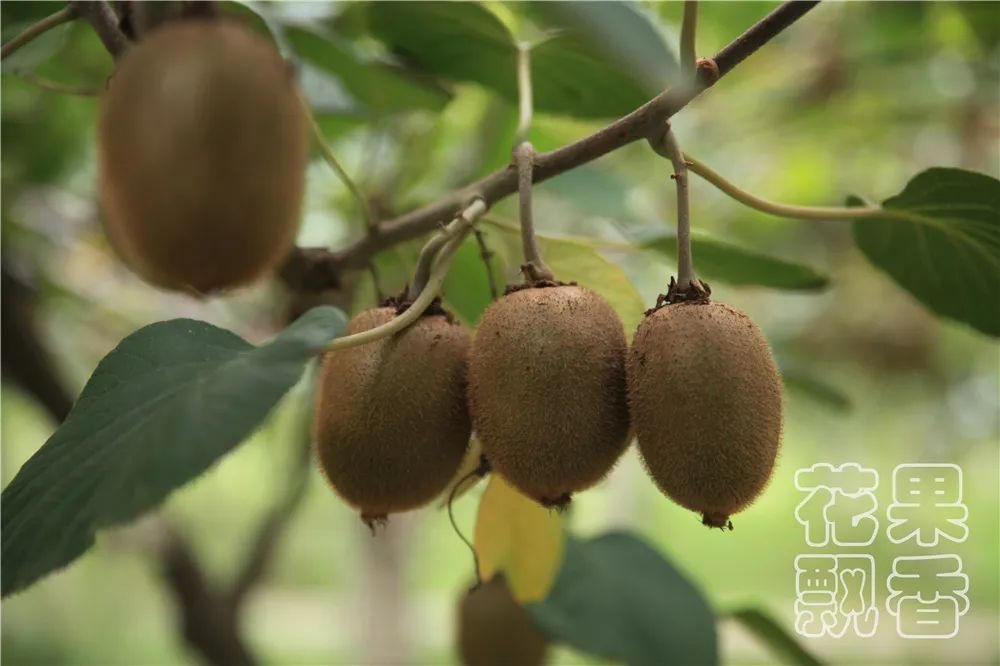 北方百果园种植种类,百果园水果品种介绍