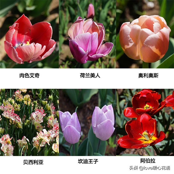 郁金香和玫瑰花搭配的花语,两朵粉色郁金香花语是什么