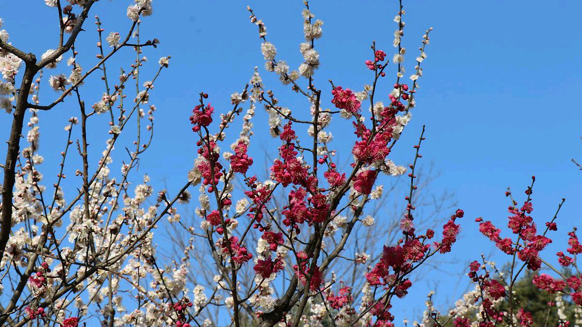 苏轼最后一首乐观豁达的诗,苏轼在黄州写的四首诗