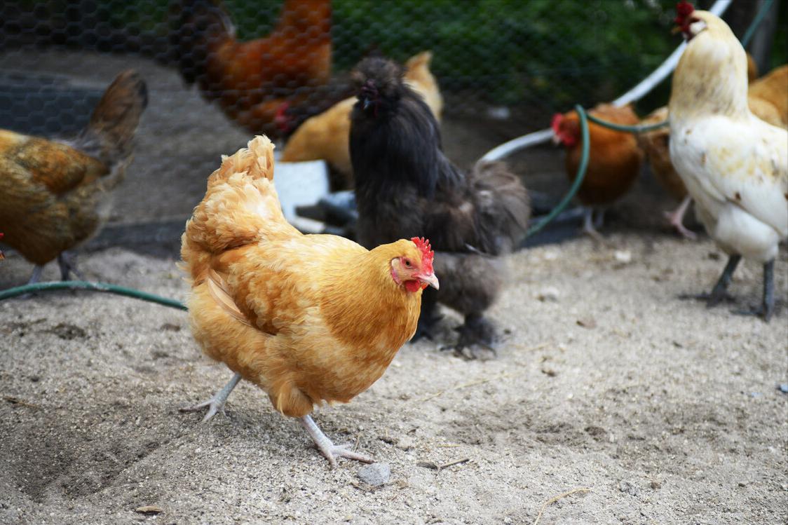 超市便宜的鸡蛋和贵的有什么区别,鸡蛋是买大点的好还是小点的好
