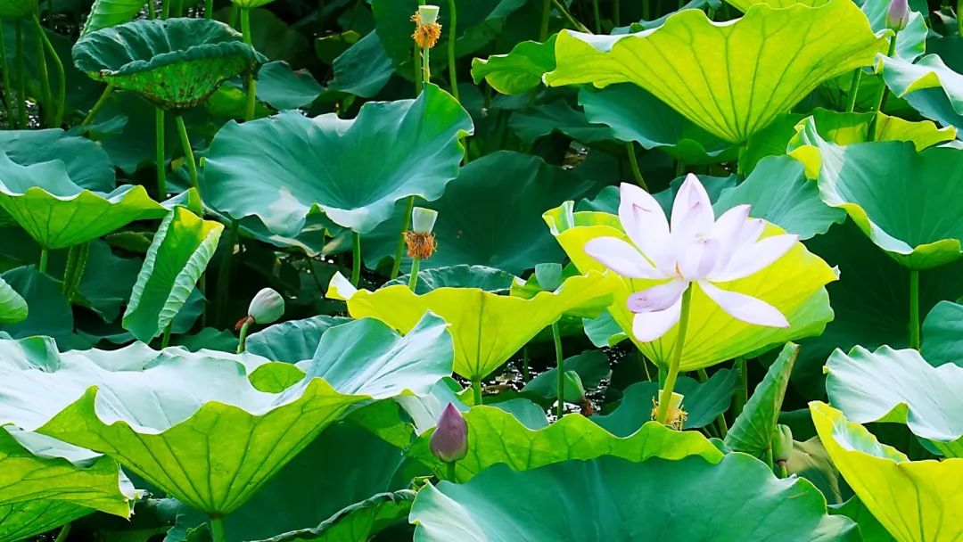 微山湖十万亩荷花竞相绽放,微山湖荷花美
