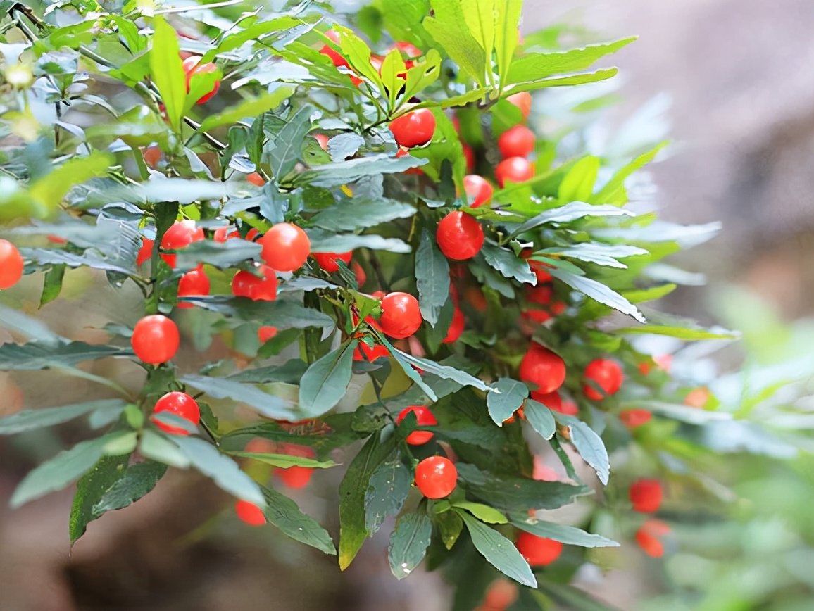 柠檬树适合在家养吗,在家养柠檬树注意点