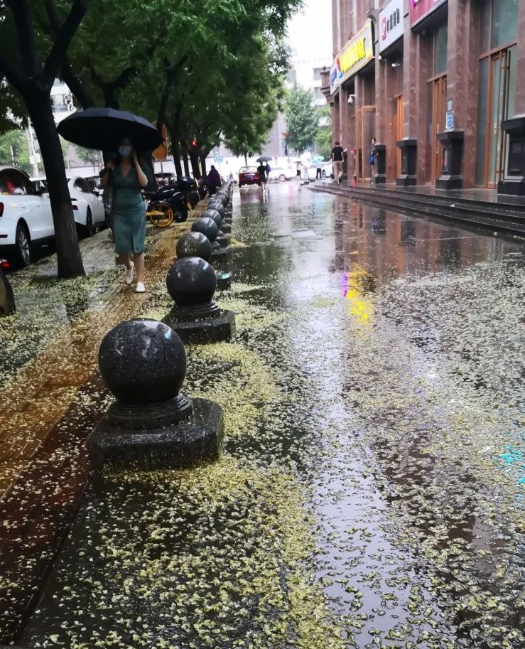 槐树的花吃了有毒吗,槐树花开花有毒吗