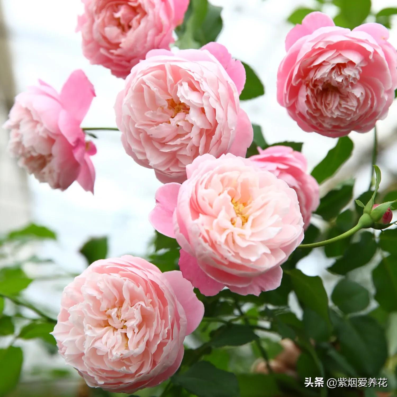 哪些月季仙气十足,又美又香的月季品种