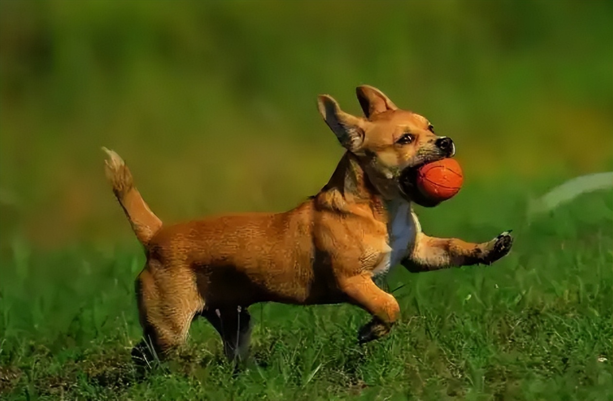 狗狗肠胃疾病有哪些表现,怎么判断狗狗有没有肠胃病
