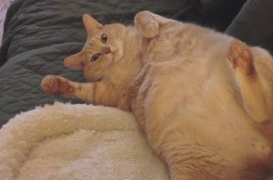 这几种猫最费钱有钱人才养得起,这几种烧钱的猫已被淘汰难养得起