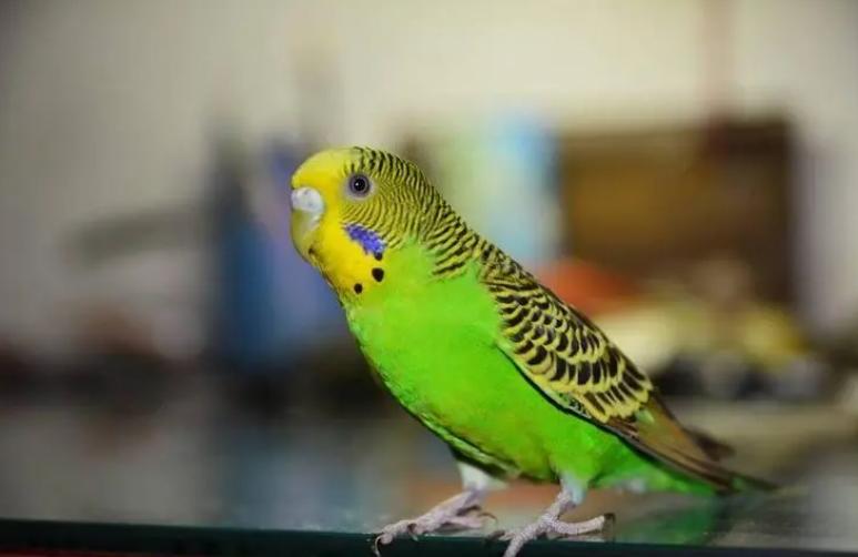 养哪种鸟可以赚钱,现在养什么鸟最赚钱还能繁殖