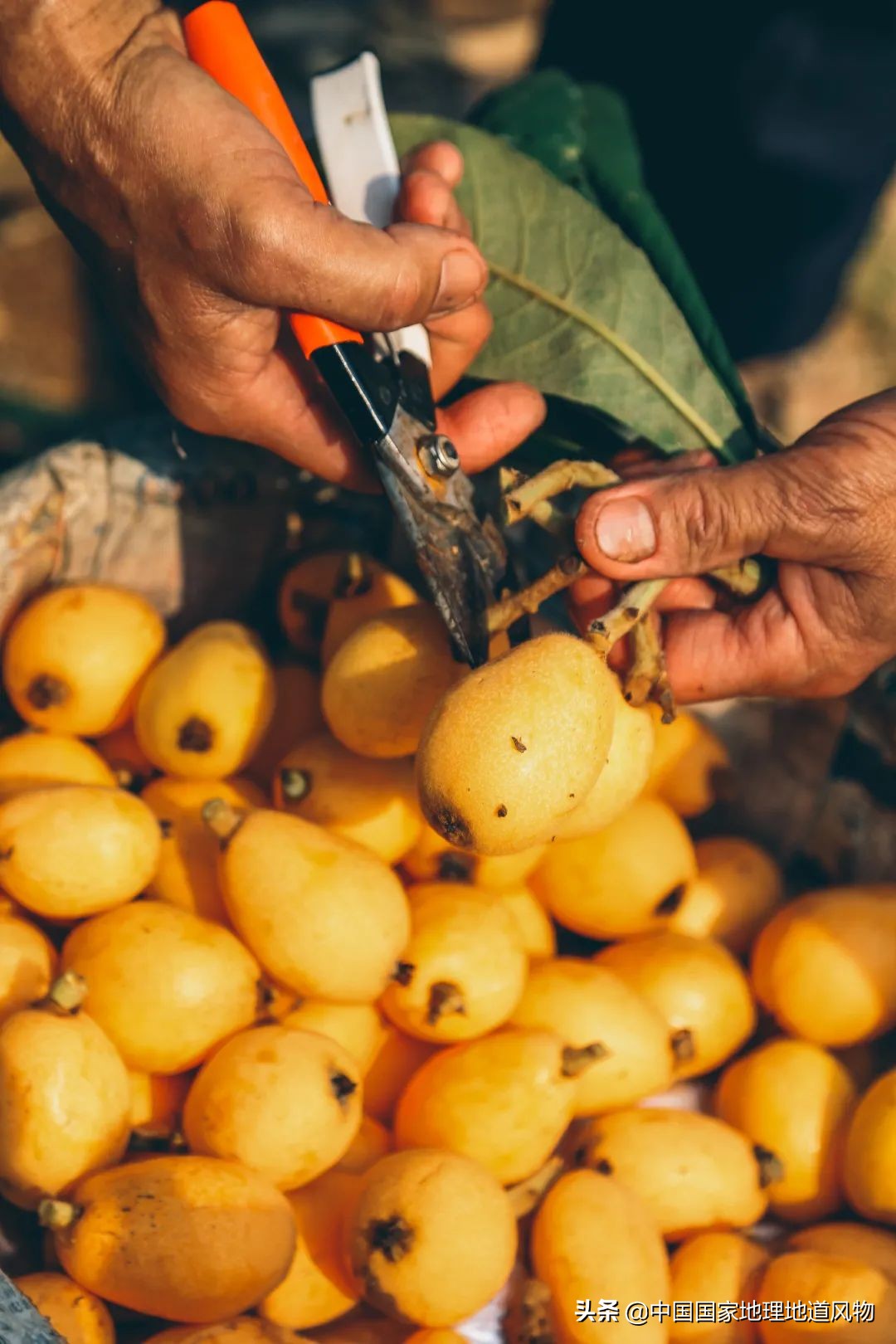 北方人认识枇杷吗,南方人有多爱嗦粉