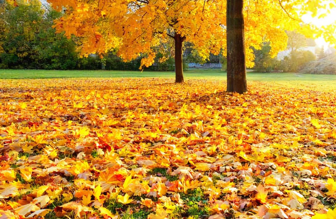 关于落叶的优美古诗词有哪些,黄叶最好的十首诗