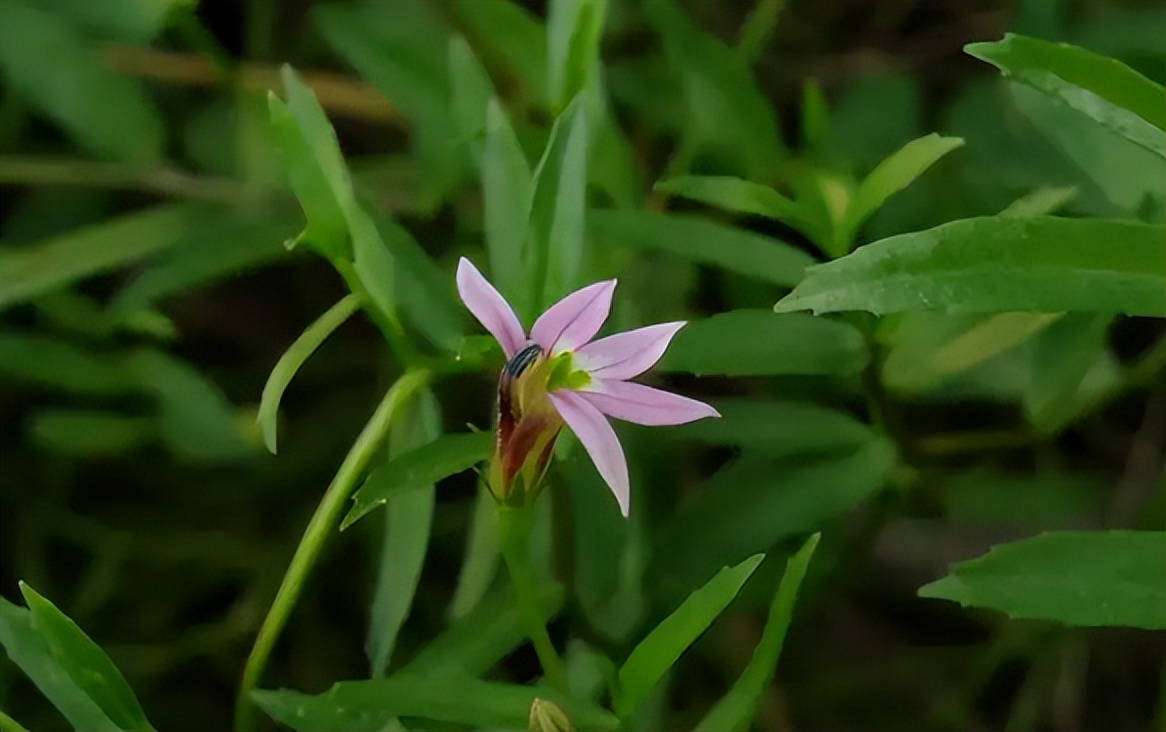 治蛇伤最好的植物,可以治蛇伤的植物是什么