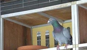 种鸽开家的正确步骤,死棚种鸽怎样开家