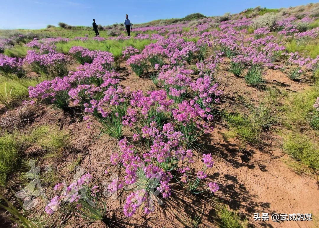 武威市凉州区不忘初心牢记使命,砥砺奋进武威