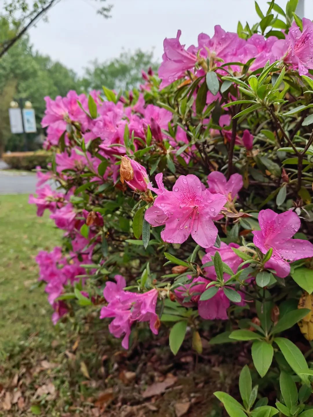 有一种春光叫杜鹃花,春天漫山遍野的杜鹃花开