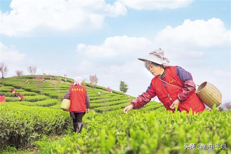 贵州茶产业发展三年行动,贵州茶产业发展后来居上
