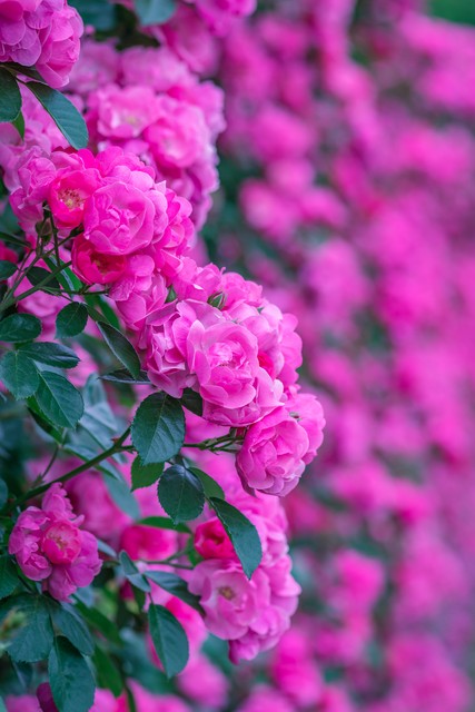 蔷薇花的古诗词,关于蔷薇花的古诗词大全