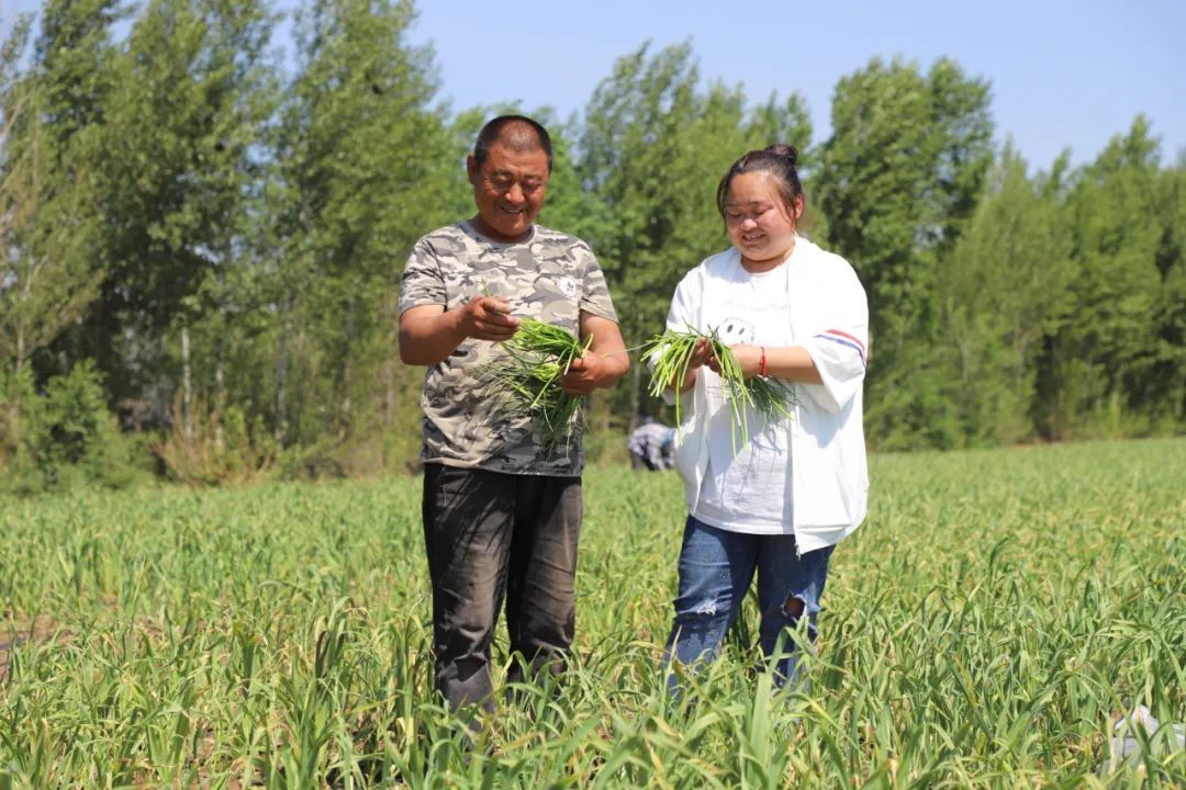特色农业助增收乡村振兴谱新篇,乡村振兴大蒜丰收