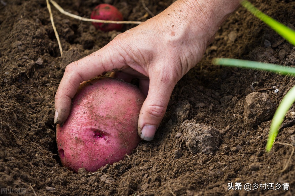 如果土壤没有蚯蚓有什么后果,土壤中蚯蚓越多越好是对吗