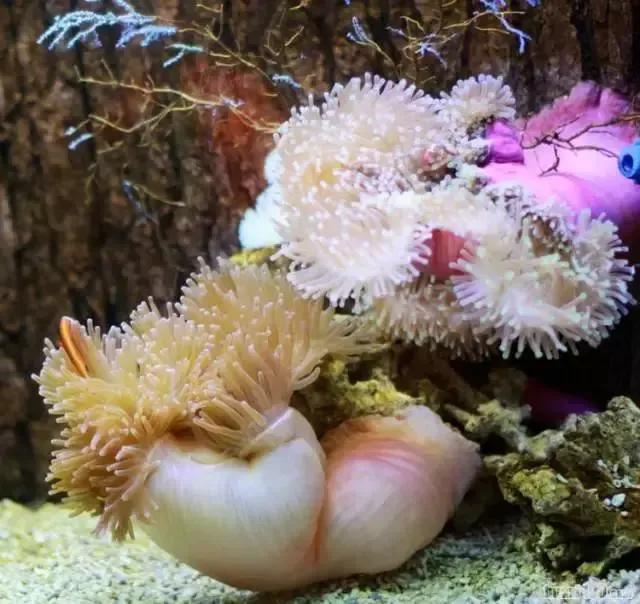 分享海的照片,奇异的海底世界200字