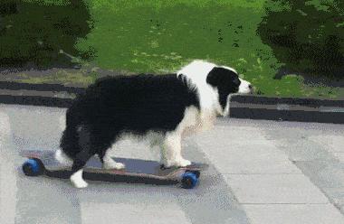 什么狗狗最懂人性,懂人性的狗狗