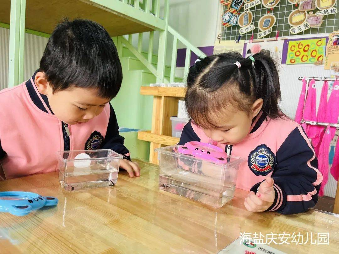 邂逅蝌蚪，感受生命的演变—诺亚舟海盐庆安幼儿园小一班