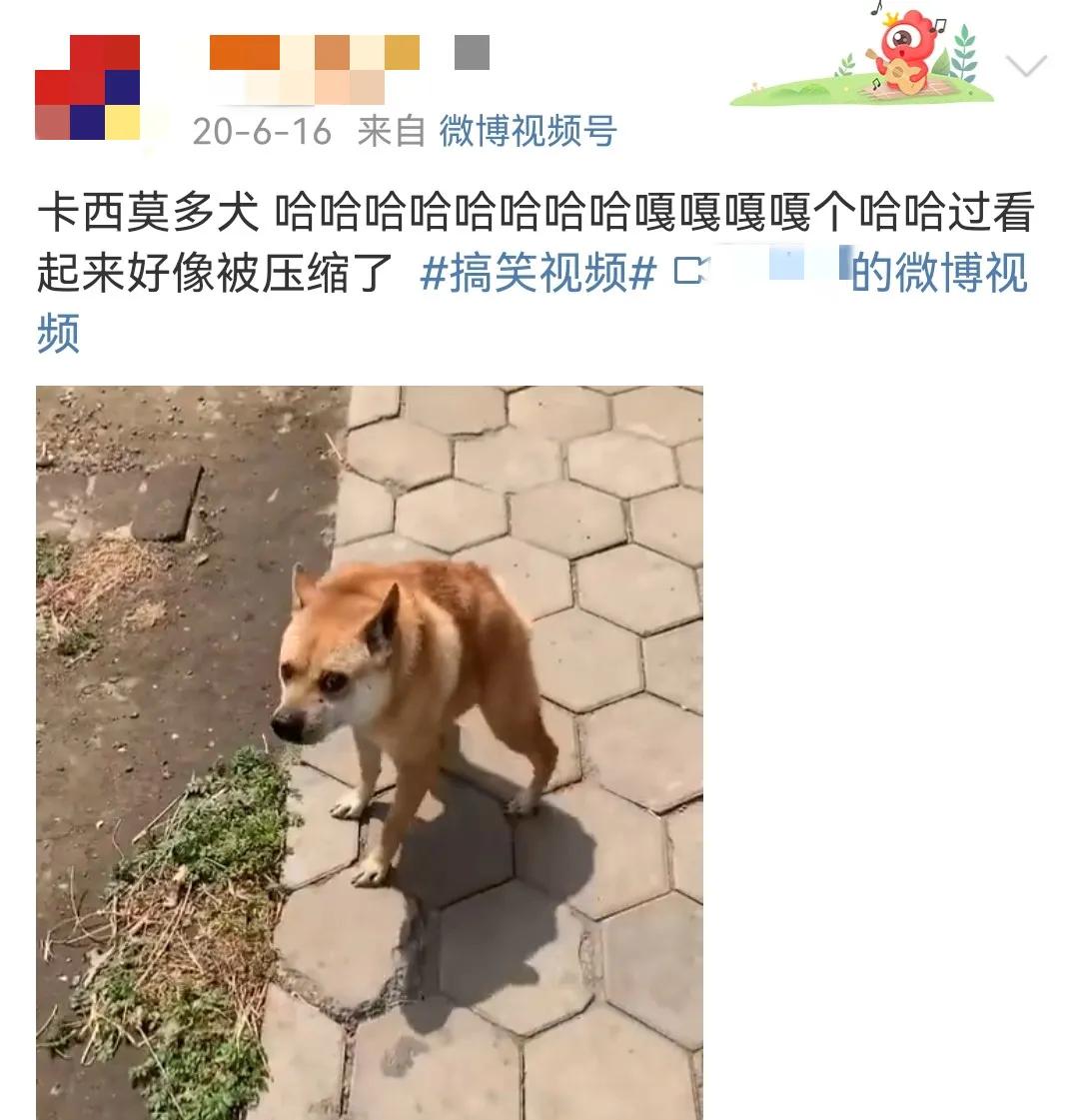 这样的阴间猫狗审美,早该翻车了