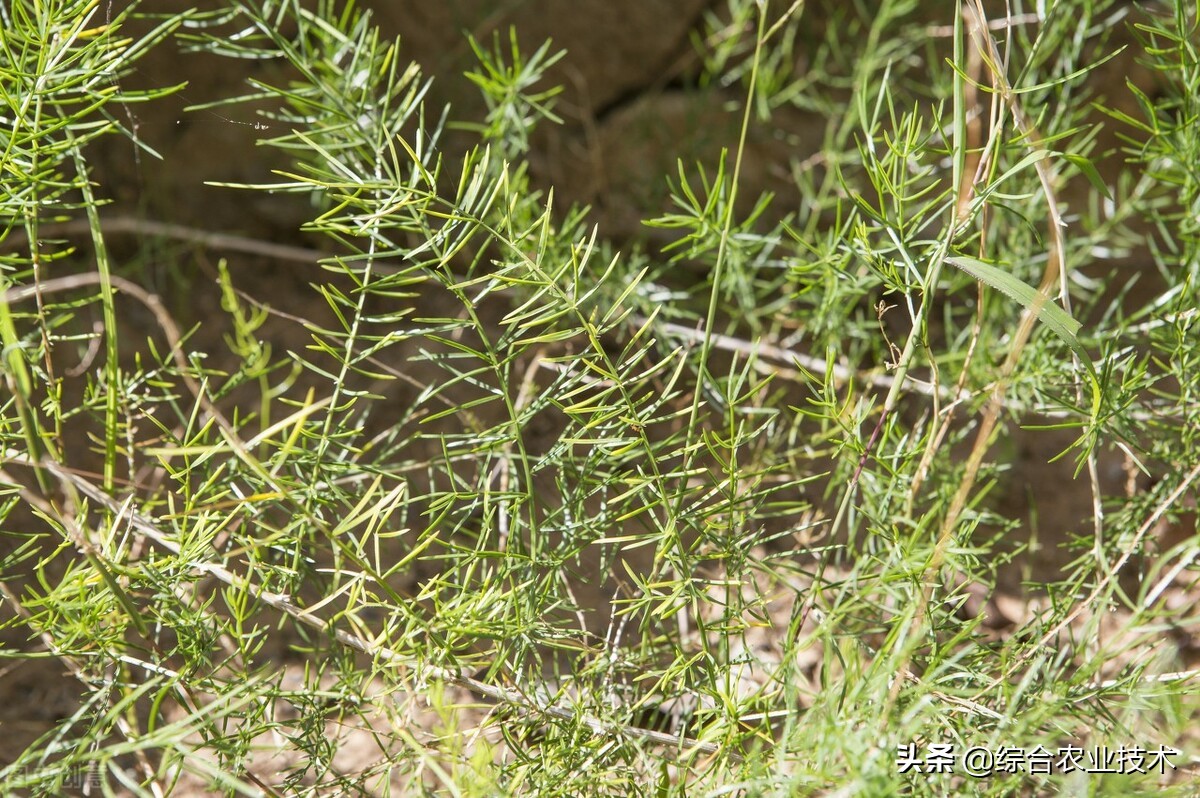 耐冬病虫害防治,种植天冬会有什么病虫害吗