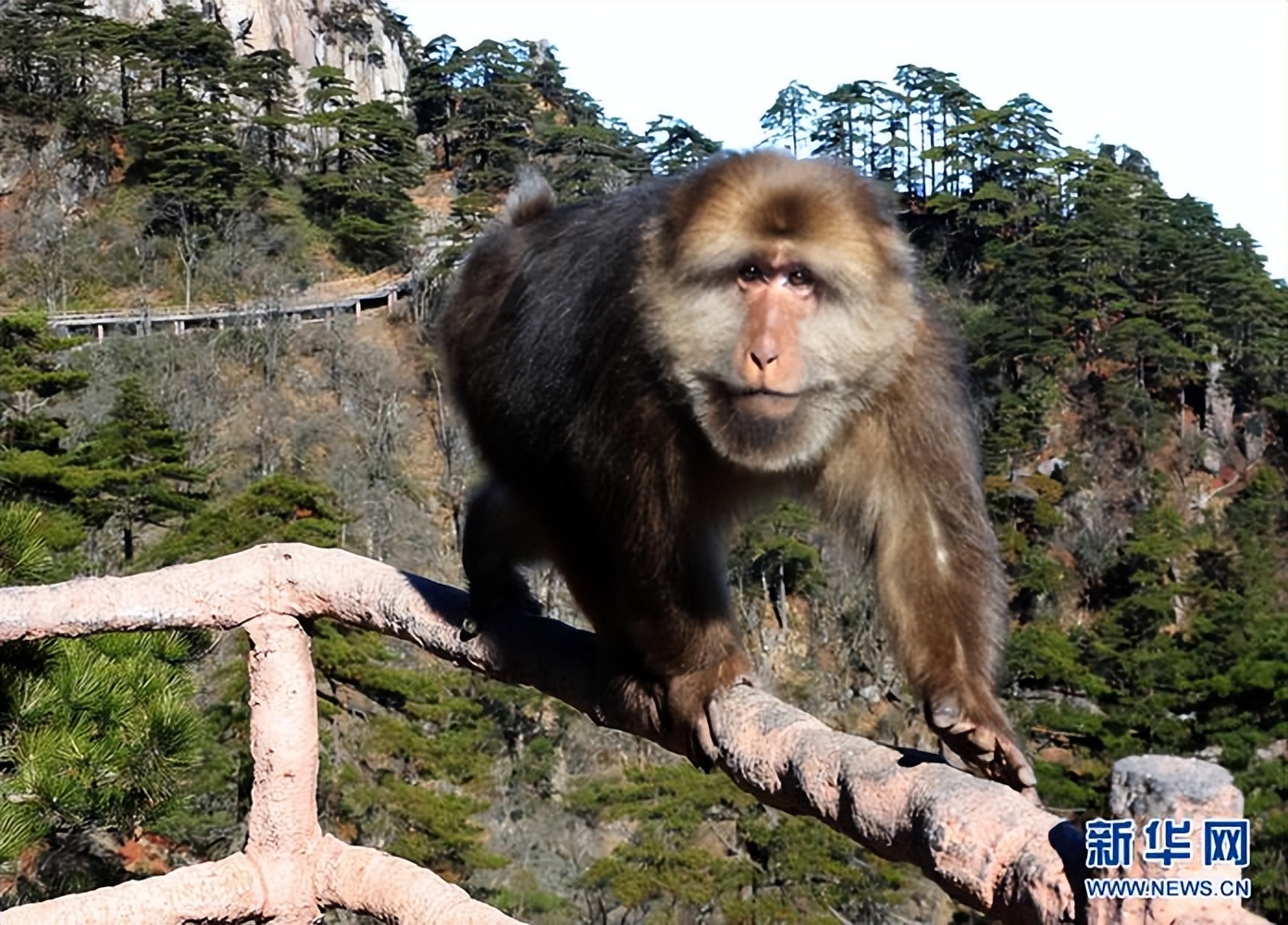 猴崽苦练猴爪功和铁砂掌，随母逃亡八年后竟然一掌成王|故事