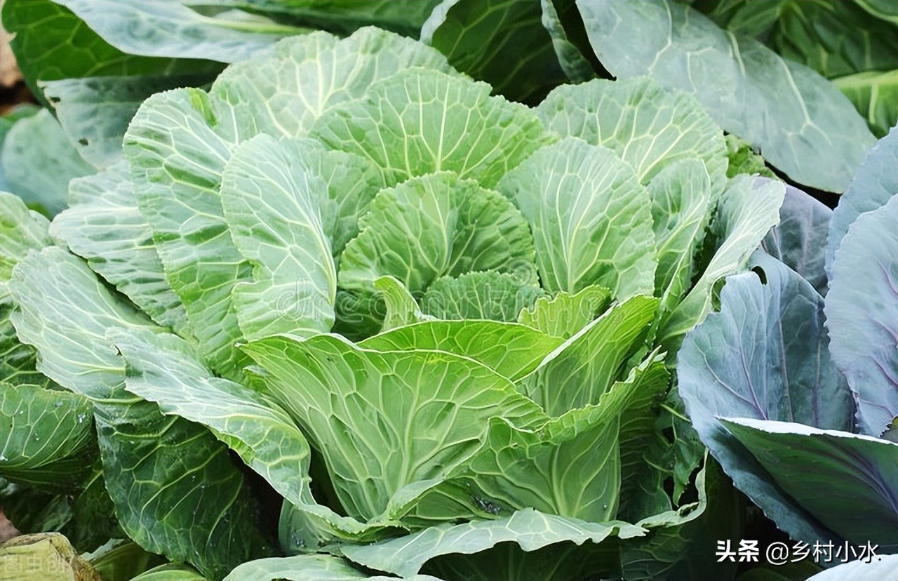 蚜虫用什么无毒害的治蚜虫最好,蚜虫的天敌怎么灭蚜虫