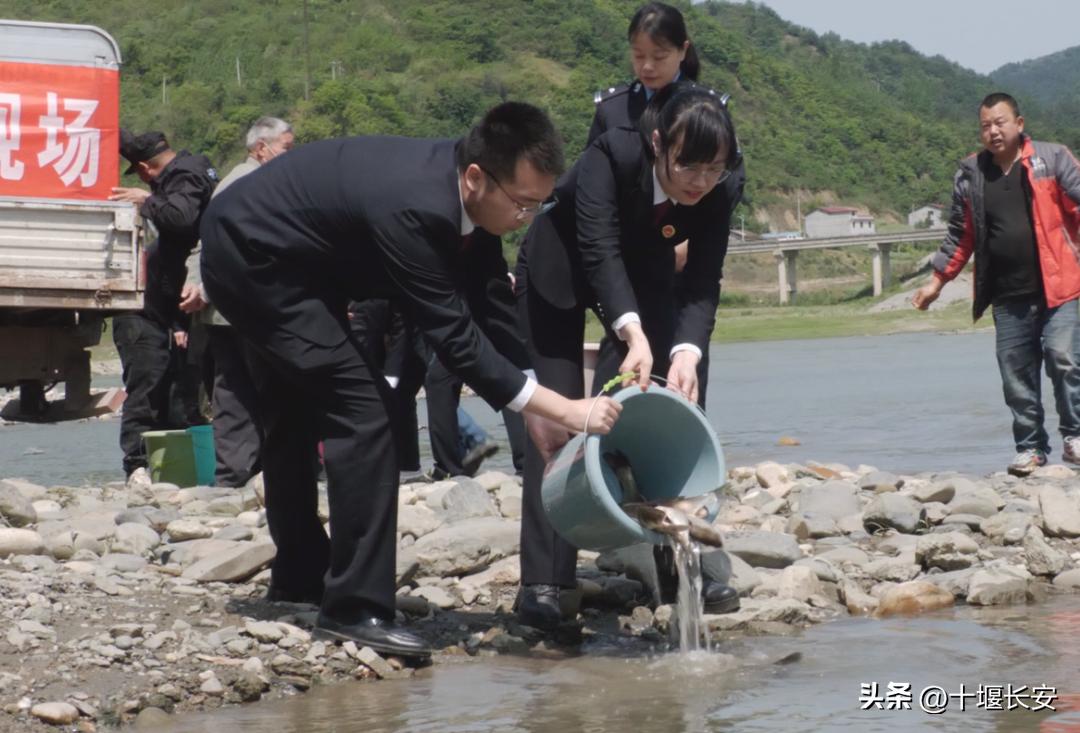 非法捕捞被判放流两千多斤,1900万尾鱼苗放流洞庭湖