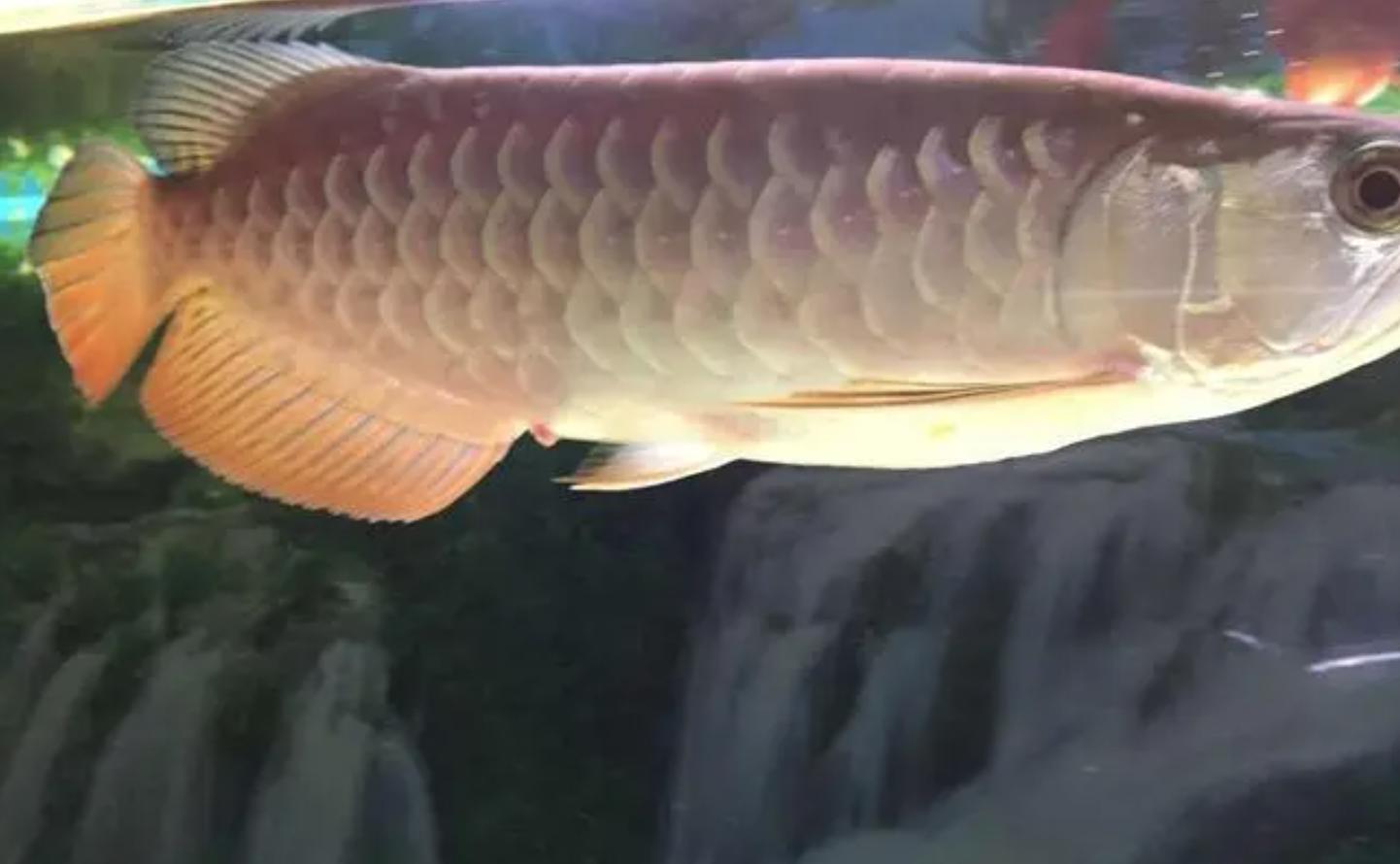 龙鱼脱肛怎么治疗,龙鱼脱肛反复