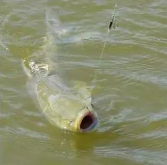 野钓草鱼7米2手竿28调还是19调实用,野钓草鱼上鱼时间