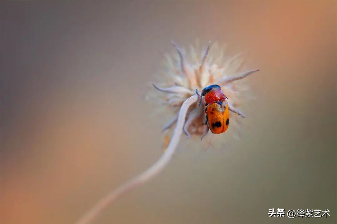微距镜头之下的苍蝇,苍蝇微距拍摄