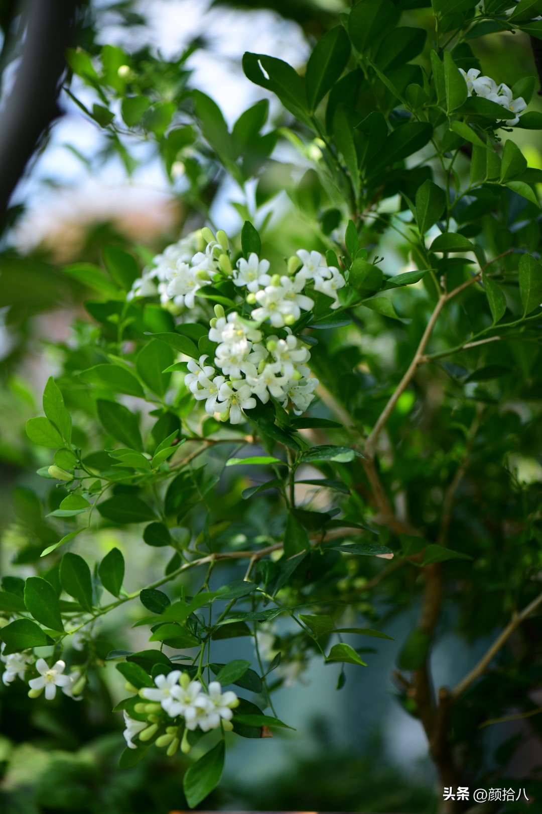 几乎没有存在感的七里香，到底是怎样的？|园丁