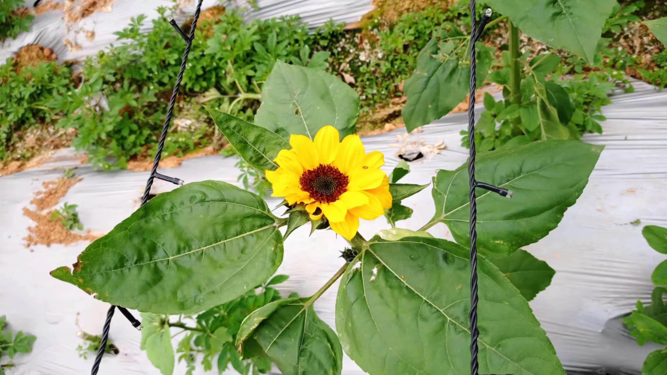 周朝阳河南商丘,周朝阳浙江