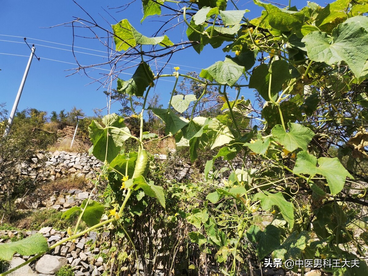 对于这种泄得快，不能盲目补阳，六味药以清代补复阳气