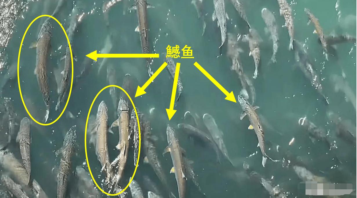 三峡水坝大鱼横行,三峡区出现大量水老虎