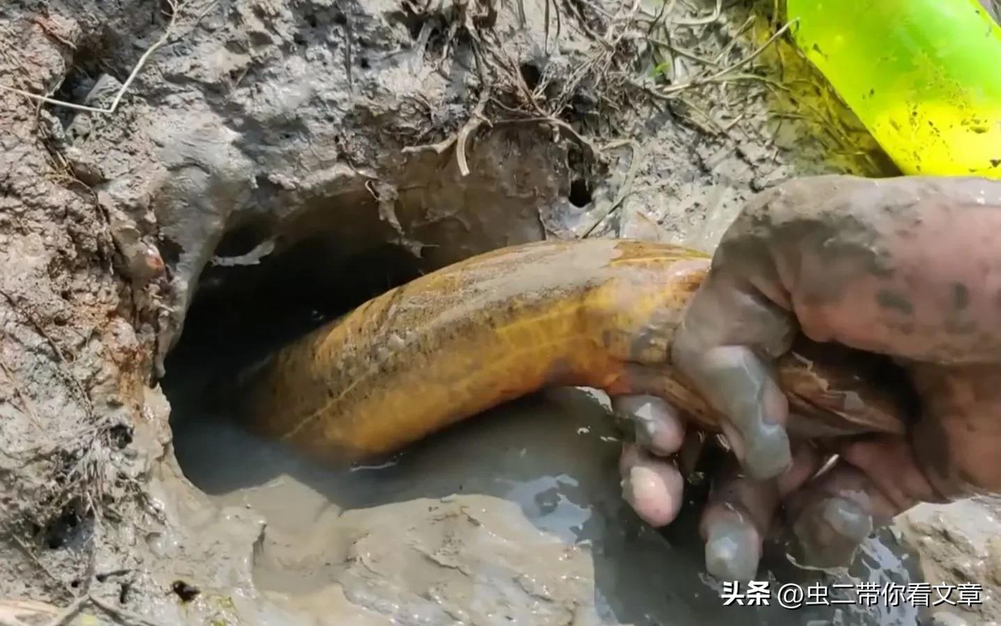 农村专业抓黄鳝也能致富,在农村逮鱼黄鳝真的能赚钱