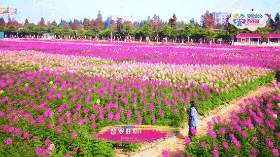 佛山广州两天两夜游玩攻略,佛山去南海湾森林公园