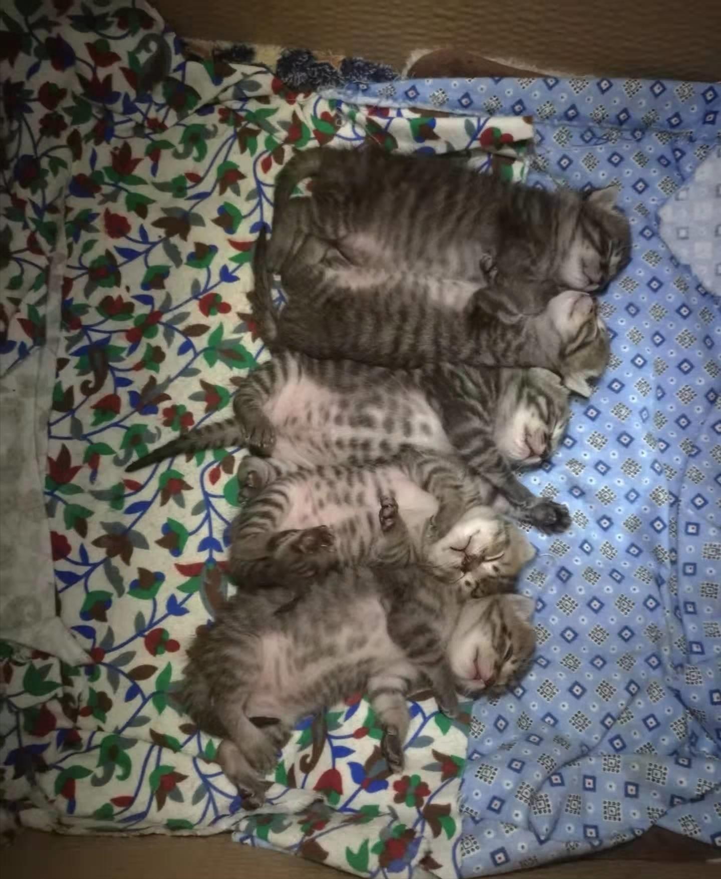 家猫狸花猫流浪后还能存活吗,狸花猫被前主人弃养不吃不喝