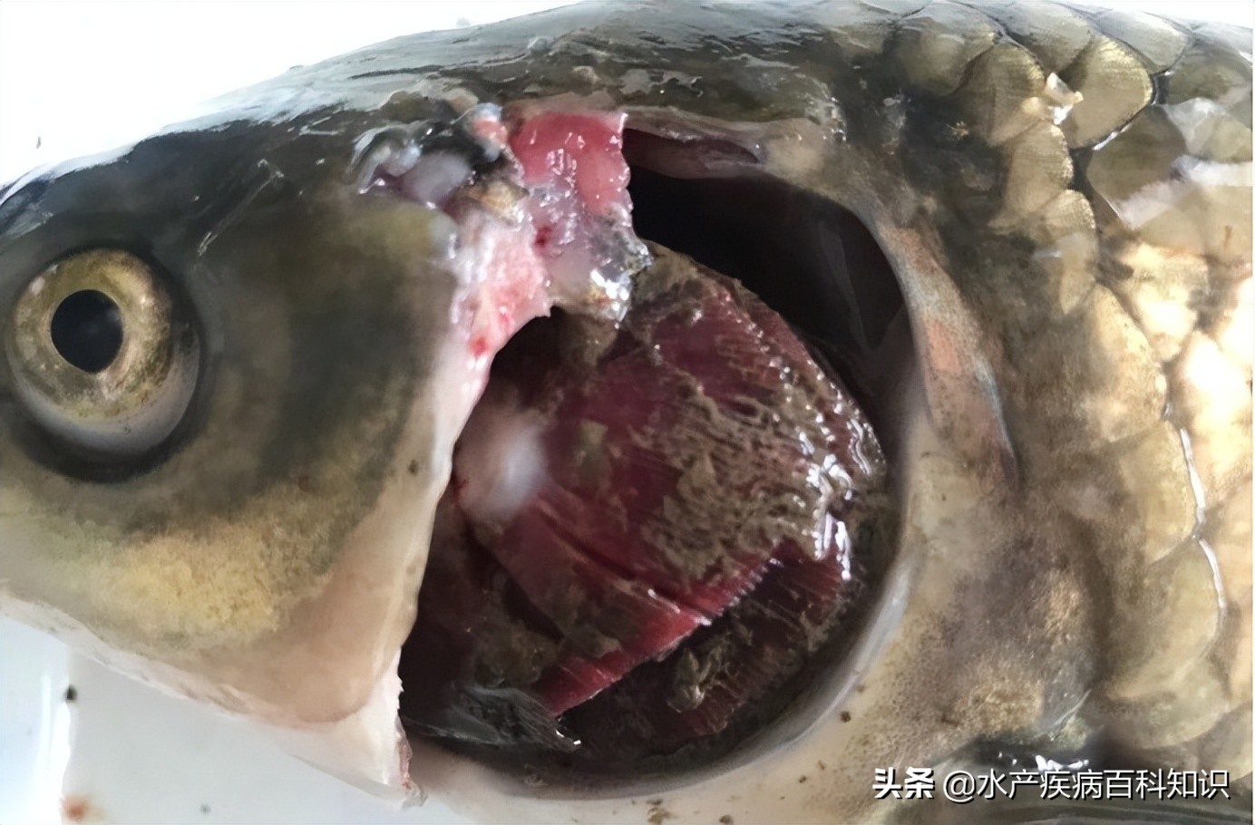 清道夫鱼死亡原因,鱼好好的突然死亡是什么原因