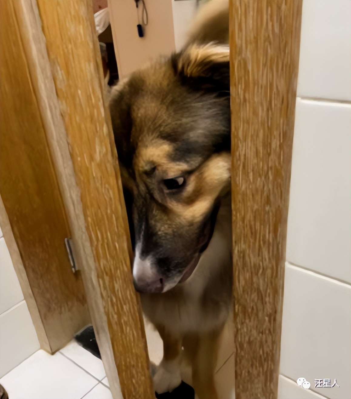 妹子半夜上厕所，家里的狗子非要跟着，结果……被它萌翻了