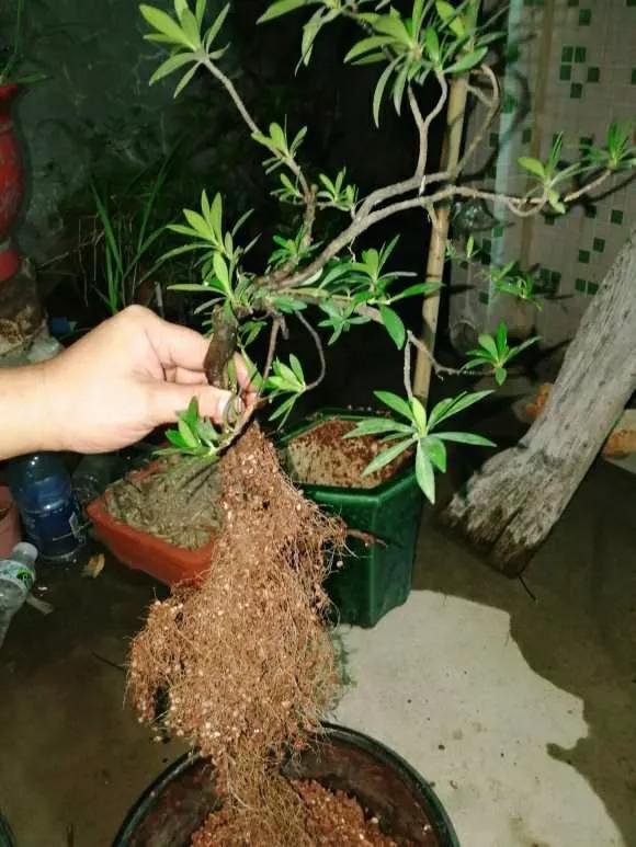 下山老桩发芽弱是什么原因,下山老桩干枯怎么处理