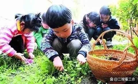 春天不可辜负的六种野菜,十大高钙野菜排名