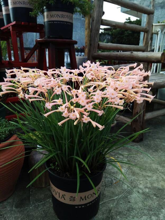 这3种花漂亮又好养1年能开300多天,5种花超好养漂亮上档次