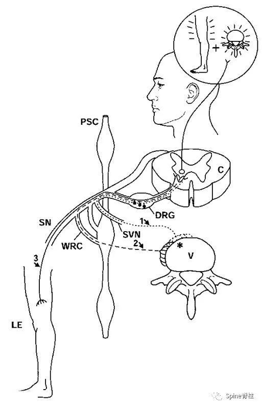 脊柱神经支配疼痛区域,脊柱神经支配的脏腑