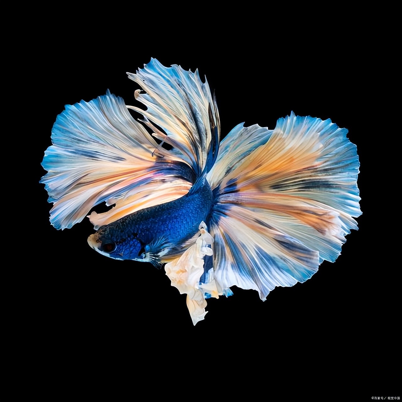 斗鱼换水时里面的小石头怎么办,斗鱼的石头在哪里