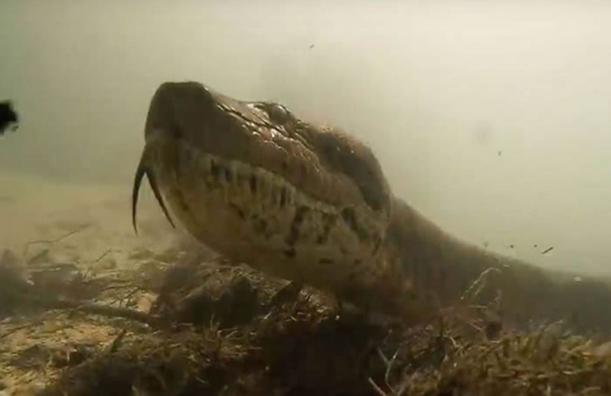 史前泰坦巨蟒到底有多长,泰坦巨蟒最大可以长到多大