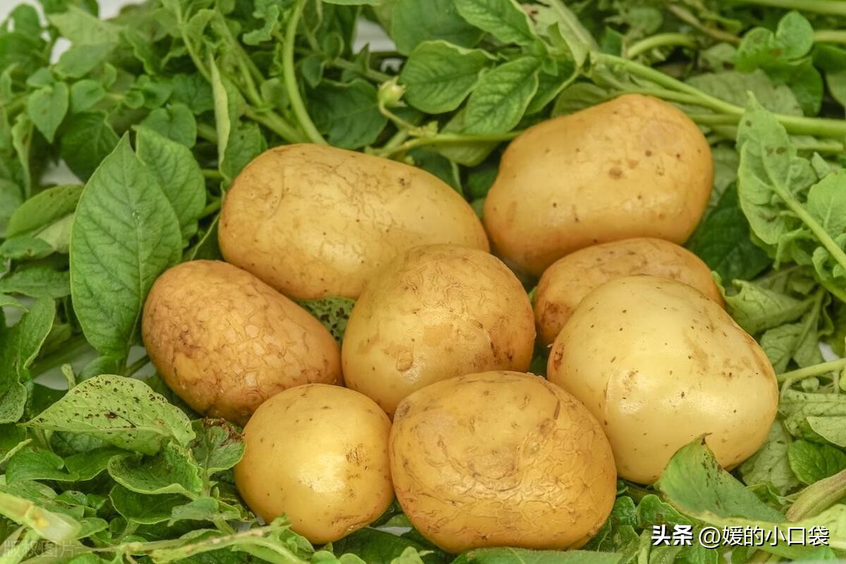 土豆切片要煮多久才能熟,土豆放在水里煮多久才能熟