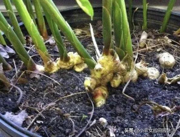 家庭种植生姜方法用什么桶,小家庭生姜种植方法